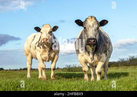 Due vacche di manzo bianche, bovini di carne che guardano e si levano in piedi fianco a fianco insieme in un campo Foto Stock