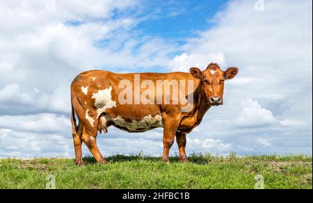 Mucca a doppio uso, latticini e carni bovine nei Paesi Bassi, in piedi su erba verde in un pascolo di campo, sullo sfondo un cielo blu. Foto Stock