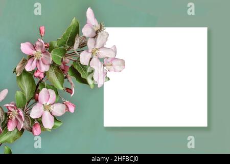 Ramoscello primaverile di melo e foglio bianco di carta su sfondo verde chiaro. Mockup di biglietto d'auguri di primavera, confine festivo per la nascita Foto Stock