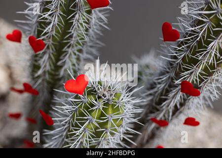 Cactus con grandi spine e piccoli cuori rossi su di esso. Messa a fuoco selettiva. Foto Stock