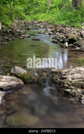 Poco profondo torrente di montagna nella foresta verde in estate, l'acqua scorre su pietre bagnate, alcune pietre sono ricoperte di muschio Foto Stock