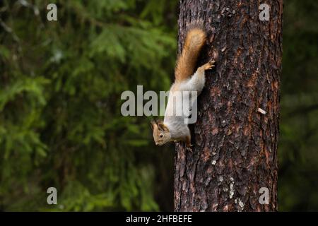 Scoiattolo rosso eurasiatico, Sciurus vulgaris che tiene su una corteccia di pino scozzese nella foresta boreale estone. Foto Stock