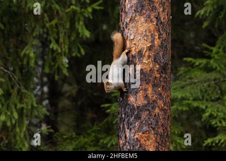 Scoiattolo rosso eurasiatico, Sciurus vulgaris che tiene su una corteccia di pino scozzese nella foresta boreale estone. Foto Stock