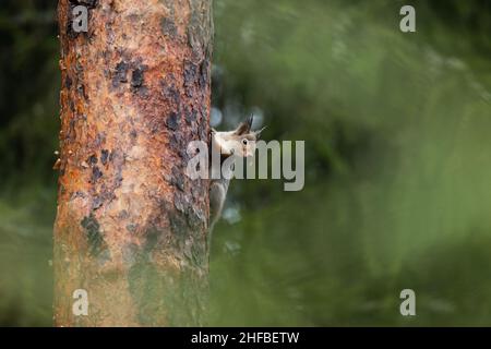 Scoiattolo rosso eurasiatico, Sciurus vulgaris che tiene su una corteccia di pino scozzese nella foresta boreale estone. Foto Stock