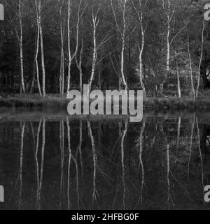 Bianco e nero bellissimo autunno autunno paesaggio immagine di alberi di betulla argentata riflessa in acque calme lago all'alba Foto Stock