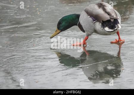 Portsmouth Road, Godalming. 15th gennaio 2022. Una notte amaramente fredda attraverso le contee domestiche ha portato ad un avvertimento giallo dall'ufficio del Met per la nebbia ed il ghiaccio. Wildfowl scivola su un lago al Secrett's Farm di Godalming in Surrey. Credit: james jagger/Alamy Live News Foto Stock