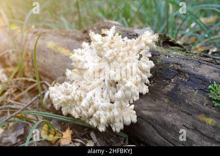 Hericium Hericium è un fungo commestibile del genere Hericium. Cibo sano. Foto Stock