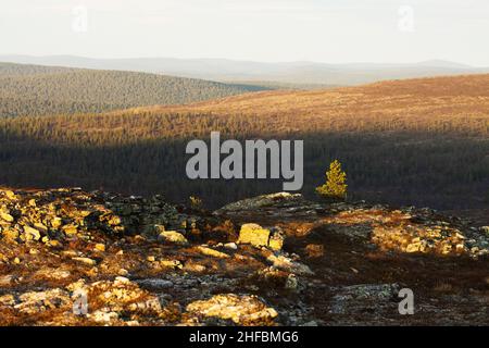 Uno scenario di anfratto aperto e un pino solitario durante una serata autunnale nel Parco Nazionale di Urho Kekkonen, Finlandia settentrionale. Foto Stock