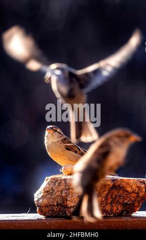 Uccelli in volo intorno a un arroccato Sparrow Foto Stock