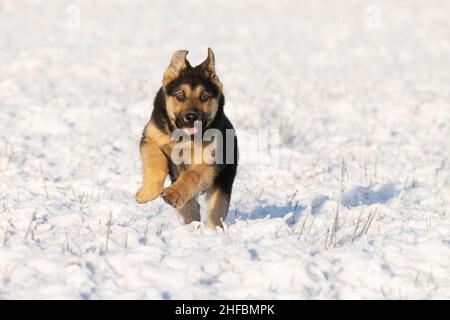 Gioiosa shepard tedesca che corre sulla neve fresca durante una bella giornata invernale in Estonia. Foto Stock