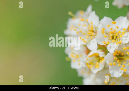 Fiori di susina di ciliegia o Myrobalan (Prunus cerasifera) che fioriscono in primavera sui rami. Design colorato in verde. Foto Stock