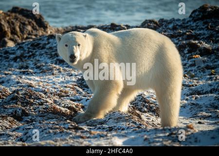 Orso polare su tundra fissa alla macchina fotografica Foto Stock