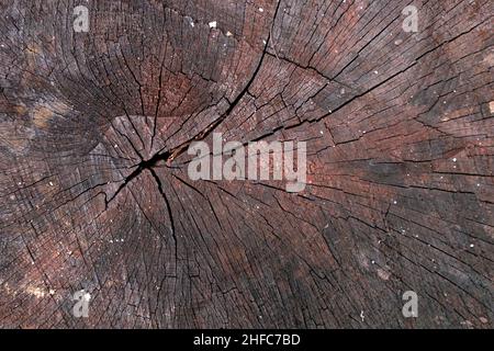 Primo piano di moncone albero con anelli e crepe. Sfondo, trama Foto Stock