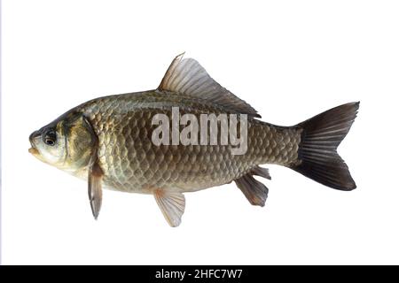 Carpa crociana isolata su bianco Foto Stock