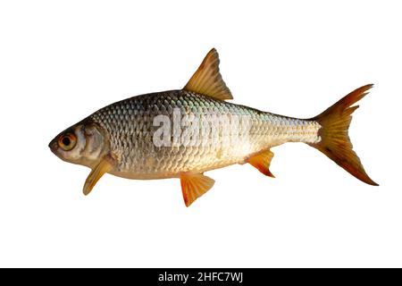 pesce di roach isolato su sfondo bianco Foto Stock