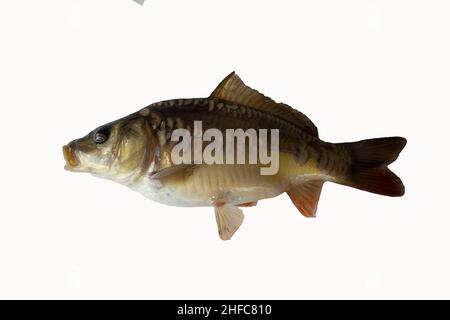 Pesce di carpa isolato su bianco Foto Stock