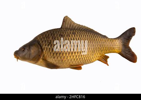 Pesce carpa grande isolato su bianco Foto Stock