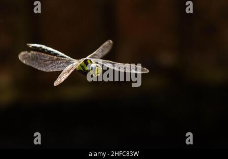 Migrant Hawker Dragonfly in volo, Herefordshire, Regno Unito Foto Stock