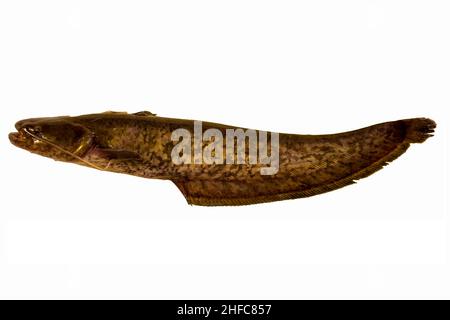 Pesce gatto d'acqua dolce isolato su bianco Foto Stock