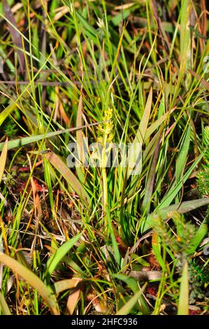 Bog Orchid, 'Hammarbya paludosa' difficile da vedere, ma si trova in torba con acqua corrente, non completamente aperto, fiori da luglio a settembre, New Forest Hampshir Foto Stock