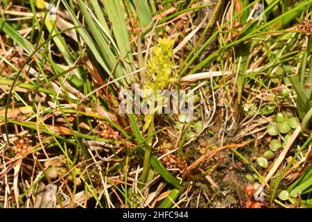 Bog Orchid, 'Hammarbya paludosa' difficile da vedere, ma si trova in torba con acqua corrente, non completamente aperto, fiori da luglio a settembre, New Forest Hampshir Foto Stock