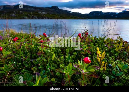 Lingonberrry e frutti di corbezzolo vicino al lago Stavatn Foto Stock