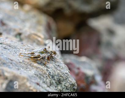 Granchio di mare di profilo su una roccia, Aruba Foto Stock