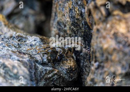 Granchio marino sulle rocce laviche di Aruba Foto Stock