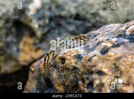 Primo piano di un granchio marino su un molo di roccia ad Aruba Foto Stock