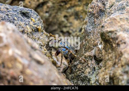 Granchio marino che si muove tra due rocce nel primo piano di Aruba Foto Stock