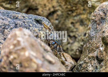 I granchi di mare costeggiano i moli di roccia di Aruba Foto Stock