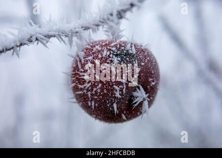 Hoarfrost su mele marciate su un ramo Foto Stock