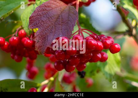 Mazzo di viburnum rosso su un ramo. Sfondo sfocato. Foto Stock