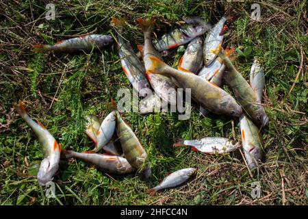 Molti fiume perch su erba verde Foto Stock