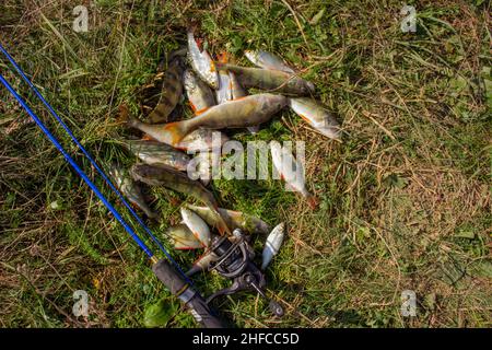 Molti fiume perch su erba verde con filatura Foto Stock