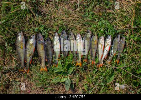 Molti fiume perch su erba verde Foto Stock