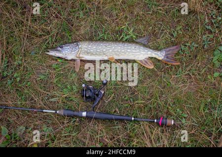 Il pesce luccio si trova su erba secca con filatura Foto Stock