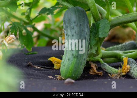 Il cetriolo verde giovane cresce su un gambo. Foto Stock