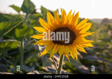 Giallo girasole fuoco selettivo Foto Stock