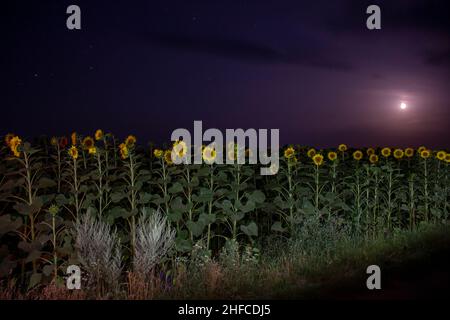 campo con girasoli al chiaro di luna Foto Stock