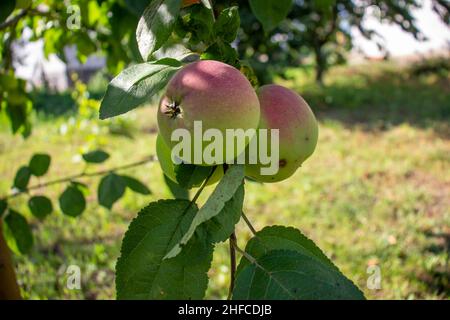 Mele giovani su un ramo Foto Stock