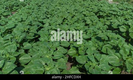 File di giovani girasoli verdi. Foto Stock