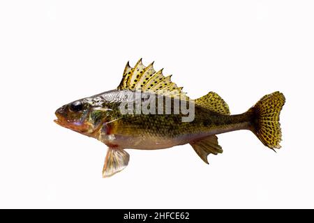 Pesce di Ruff isolato su sfondo bianco Foto Stock