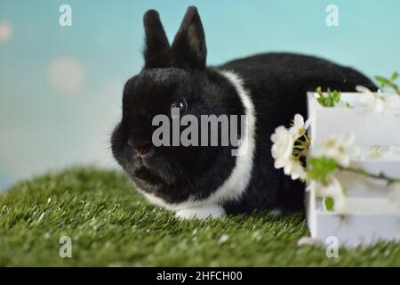 Il coniglio nano siede nello studio fotografico sul prato con fiori primaverili Foto Stock