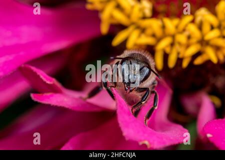 Ape su zinnia wildfloer. Conservazione di insetti e fauna selvatica, conservazione di habitat, e giardino giardino di fiori cortile concetto Foto Stock