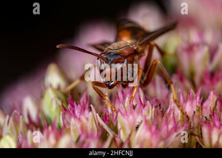 Northern Paper Wasp alimentando il nettare da Sedum pianta. Conservazione di insetti e fauna selvatica, conservazione di habitat, e giardino giardino di fiori cortile concetto. Foto Stock