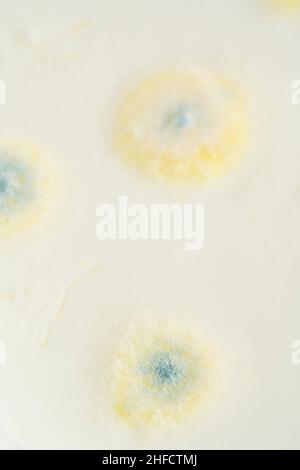 cibo senape, la crescita di muffa sul burro o yogurt o sulla superficie del prodotto lattiero-caseario ha superato la data di scadenza. foto di primo piano verticale di muffe sullo yogurt Foto Stock