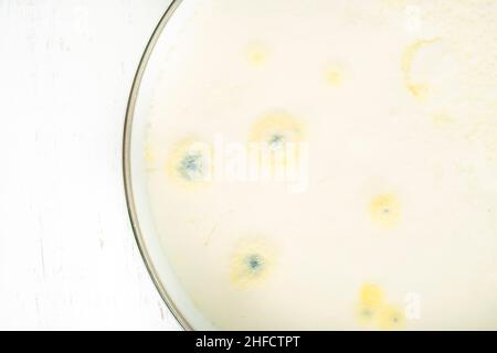lo yogurt ammuffito, la crescita di muffa sullo yogurt o sulla superficie alimentare dei prodotti lattiero-caseari ha superato la data di scadenza. marciume lo yogurt o il fondo del latte Foto Stock