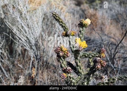 Cholla cane Cactus frutta primo piano in autunno Foto Stock