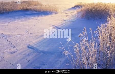 Neve e canne glassate. Ombre che proiettano il sole ad angolo basso. Foto Stock